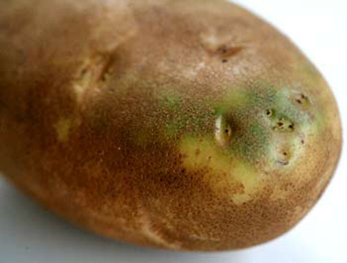 الاخضرار على البطاطس مادة سامة تدعى " سولانين "وقد تؤدي الى الموت